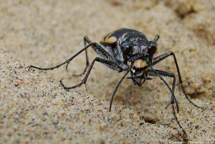 Butalar ichida behuda